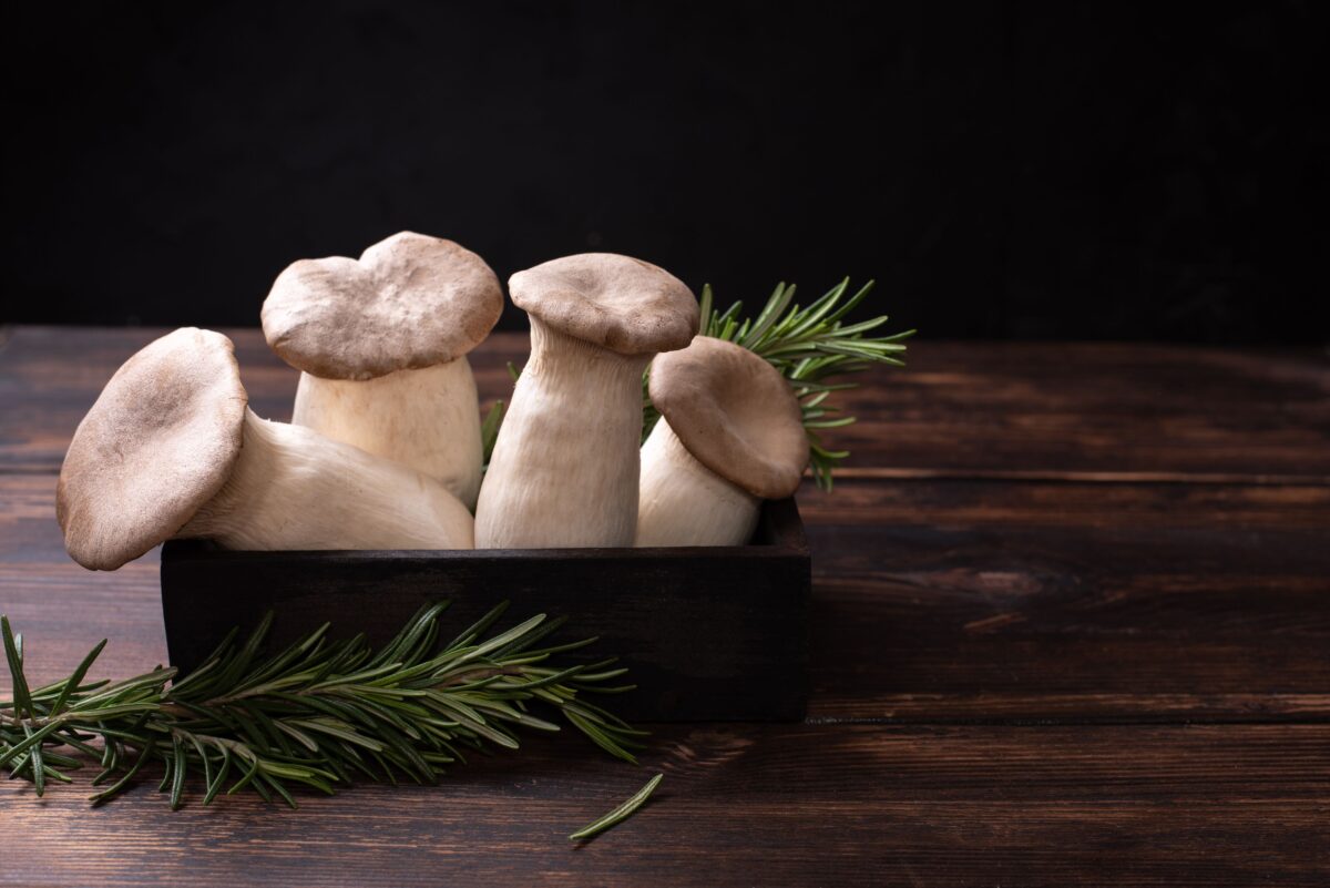 Cultivating the Classic Brown Oyster Mushroom