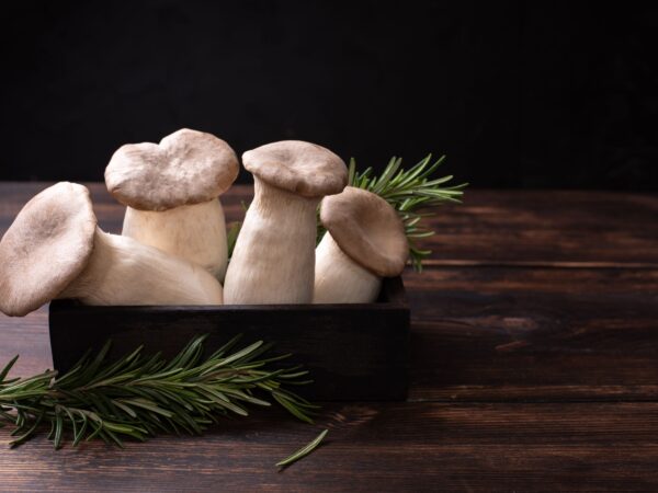 Cultivating the Classic Brown Oyster Mushroom