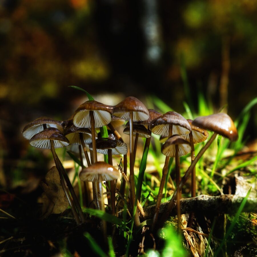 Psilocybe azurescens - The Legendary Mushroom of the Pacific Northwest