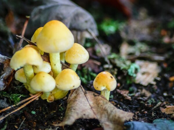 The Golden Treasure Yellow Morel Mushroom (Morchella Esculenta)