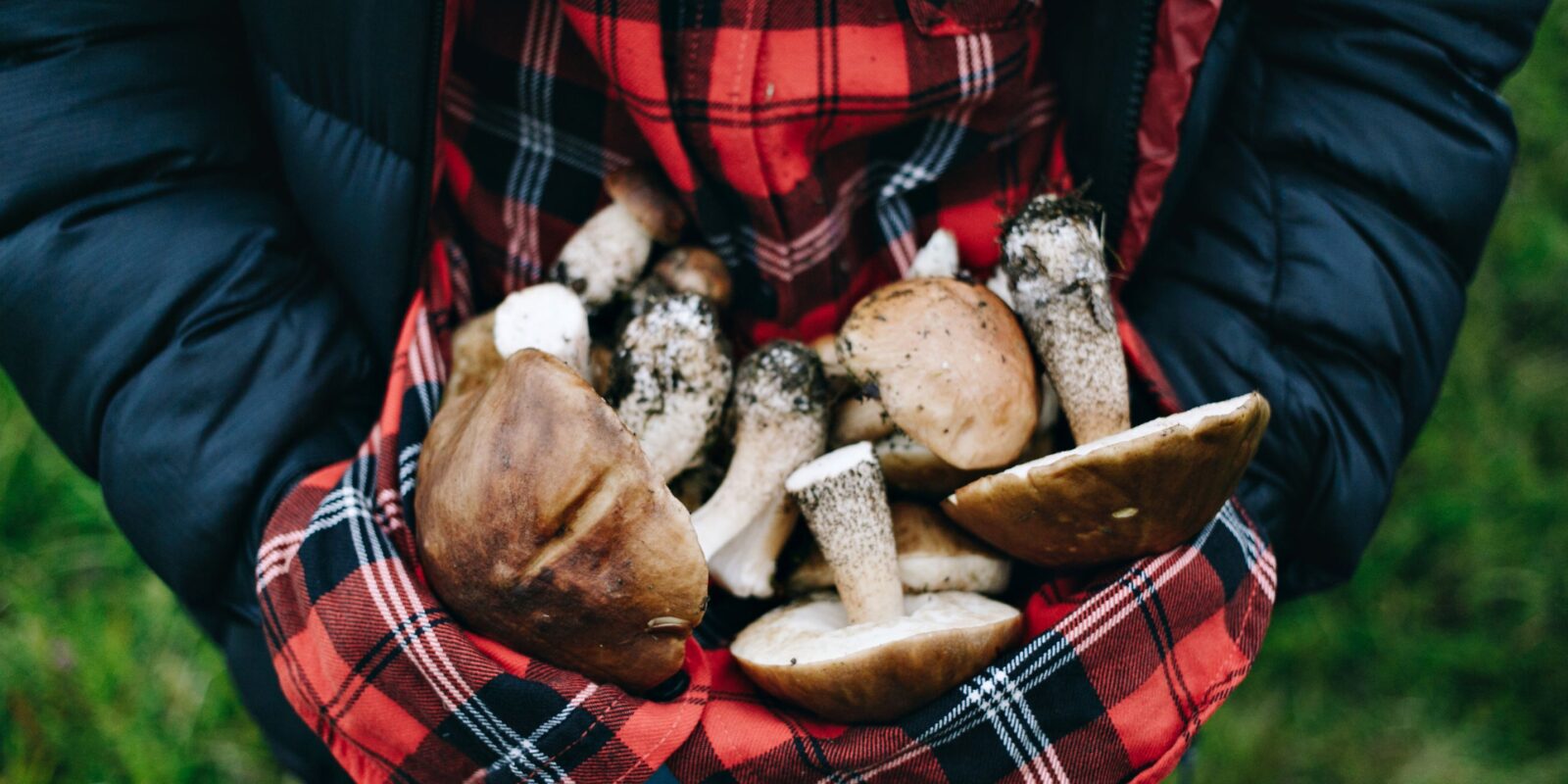 The Mushroom Cultivation Process A Complete Guide