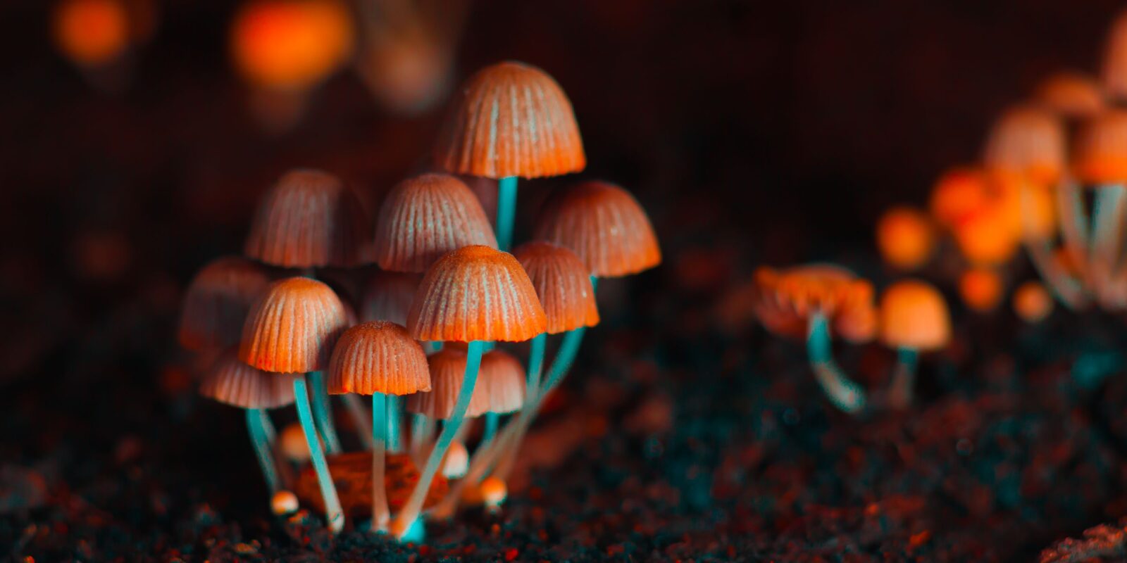Top 5 Magic Mushroom Strains for Cultivation