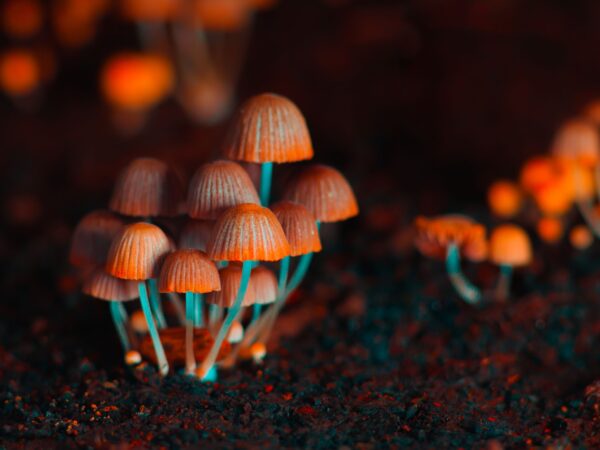 Top 5 Magic Mushroom Strains for Cultivation